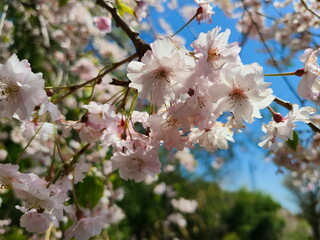 桜