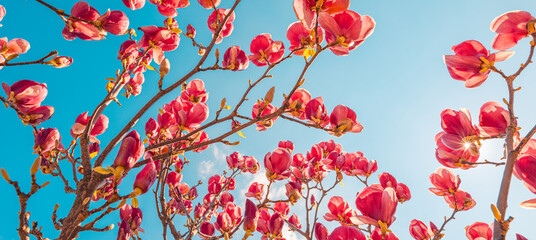 Beautiful magnolia tree blossom in springtime. Tender pink flowers bathing in sunlight under blue sunny sky. Warm spring April weather. Magnolia pink blossom tree flowers, close up nature outdoors - 790611494