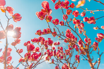 Beautiful magnolia tree blossom in springtime. Tender pink flowers bathing in sunlight under blue sunny sky. Warm spring April weather. Magnolia pink blossom tree flowers, close up nature outdoors - 790611662
