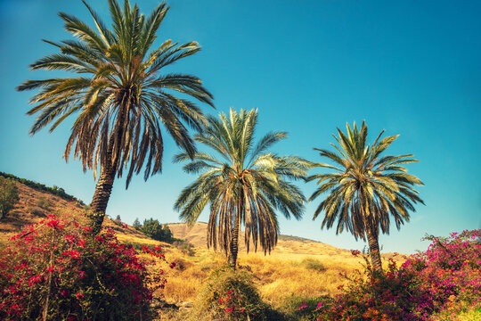 Mountain landscape with palm trees near the Sea of Galilee and Tiberias city on a sunny day, Israel