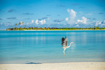 Fantastic beach landscape with wildlife in calm blue lagoon bay in luxury island resort hotel,...