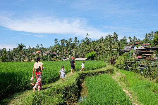 Beautiful rice terraces in the morning at Tegallalang village, Ubud, Bali, Indonesia.