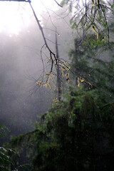 Raindrops cascade gently onto a moss-covered branch, nature's tranquil symphony captured in a moment of serene beauty.