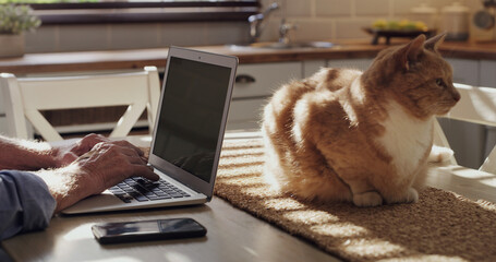 Person, laptop and kitchen with cat, home office and remote work for internet and feline website....