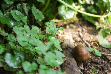 snail crawls on a piece of wood among the grass in the forest