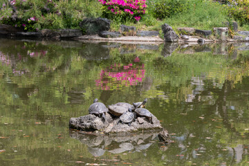 甲羅干しする亀（愛知県名古屋市）
