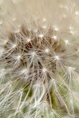 Fluffy dandelion seeds. macro photo. Natural contour background