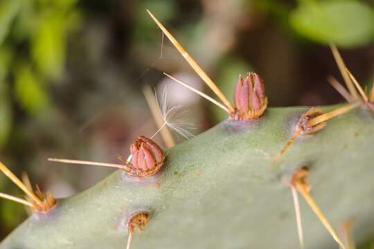Macro photo of green cactus with spines