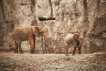 In their living habitat with rustic and textured surroundings, a pair of African elephants...