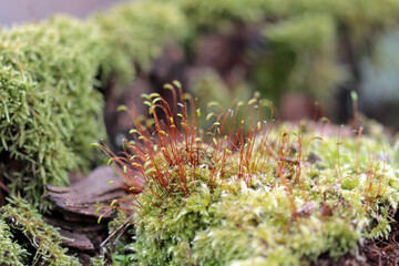 moss on the rock