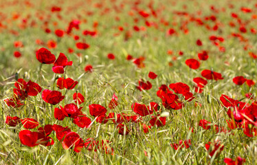 Field of blooming red poppies