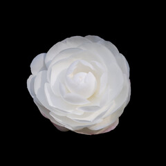 Single Camelia Sasanqua Flower Isolated on Black Background