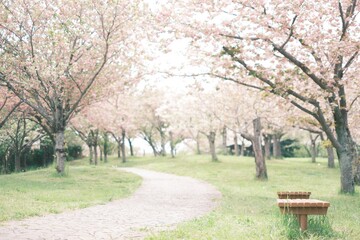 満開の八重桜の咲く公園