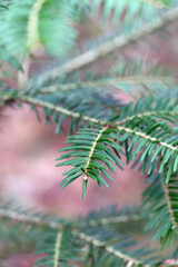 branches of a pine