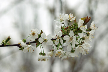 blossom in spring