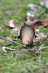 pinecone in the forrest