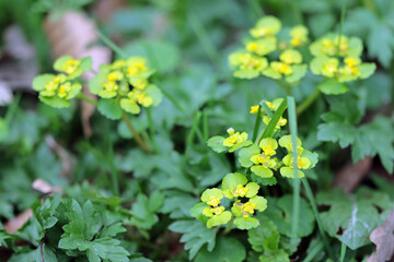 yellow flowers in the forrest