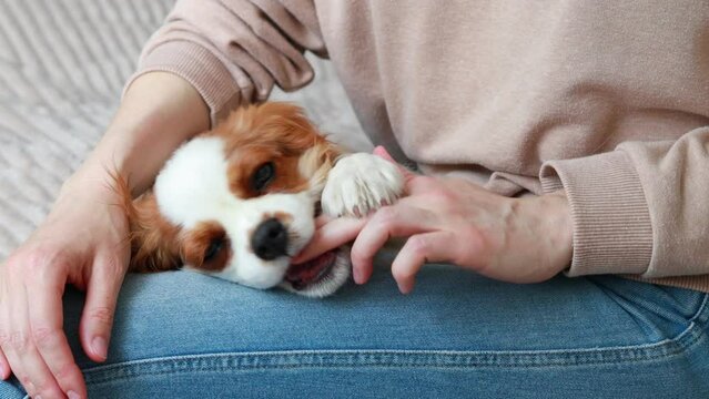 Cavalier King Charles Spaniel puppy bites owner's hands