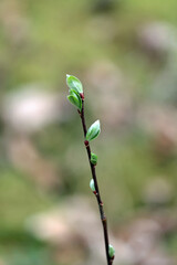 spring in the forest