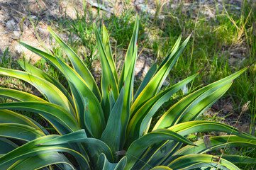 Obraz premium close up of a dwarf agave plant