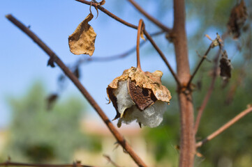 flower close up of cotton plant leaf against blue sky nature