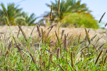 cenchrus ciliaris grass in the sand, landscape background nature