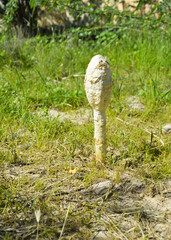 new season mushroom in the forest
