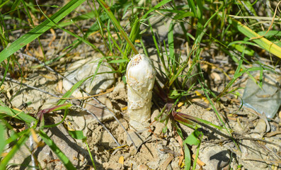 small wild mushroom on the ground