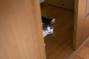 ドアの隙間から見つめる猫　キジトラ白