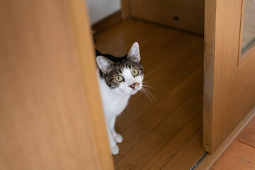 ドアの隙間から見つめる猫　キジトラ白