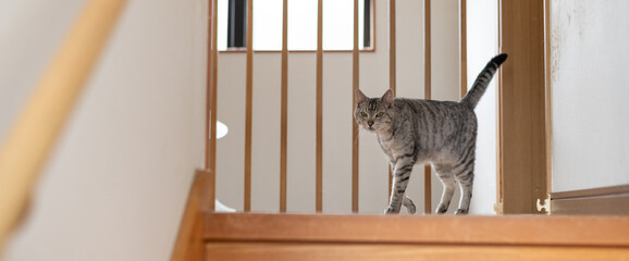 家の中を歩く猫　サバトラ猫
