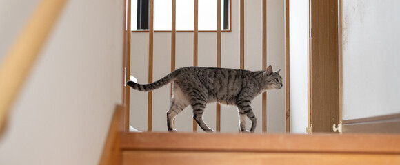 家の中を歩く猫　サバトラ猫