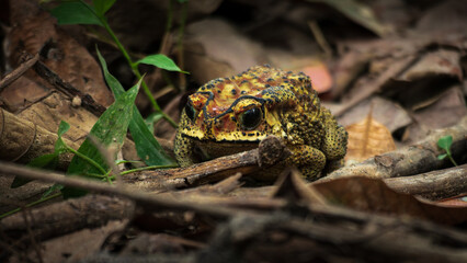 An yellow Asian Common Toad Hiding among dry leaves on the ground and tries to check surrounding