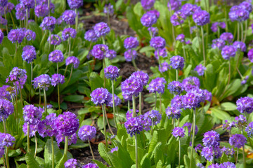 flowers in the garden