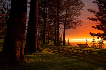Norfolk Pines at Sunset