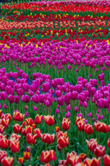 Fototapeta premium カラフルなチューリップ畑 