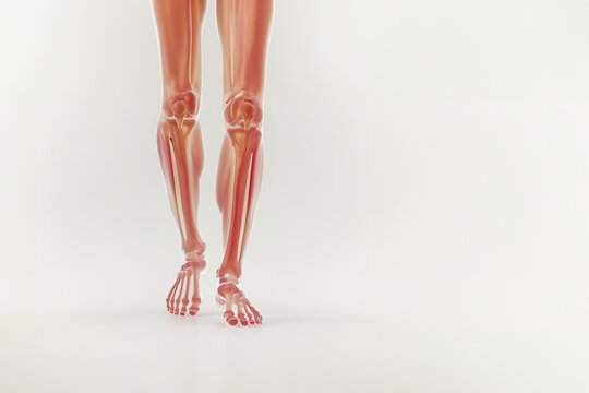 2 jambes du pied &agrave; la cuisse, sans la peau, fa&ccedil;on illustration m&eacute;dicale rendu 3D montrant les articulations, les muscles et les os comme sur une radiographie. fond blanc espace n&eacute;gatif copyspace