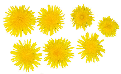 Dandelion flowers isolated on a white background, top view