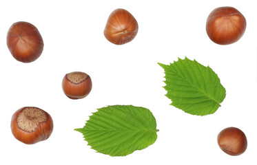 Hazelnuts isolated on a white background, top view