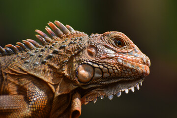 A master of disguise! This chameleon is always one step ahead.