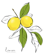 1470_Vector illustration of lemon tree twig with lemon fruits and leaves - 790640025