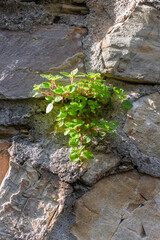 Resilience of nature captured in a single frame: a young plant with vibrant green leaves sprouting from a crack in a rugged stone wall