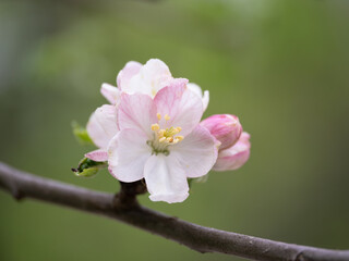 ケントの花と呼ばれるリンゴの花