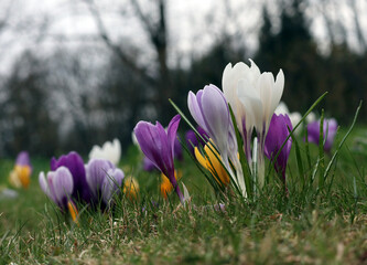 Blooming spring crocuses flowers - 790641853