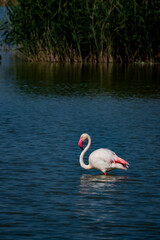 Flamingos as they pass through the natural park, the deep