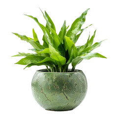 A green plant in a green pot on a black background.