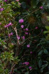明治神宮御苑に咲く美しいヤマツヅジ