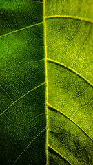 Nature is always beautiful,every part of it cheers us.