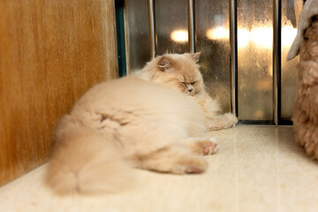 Cute fat buff British longhair cat basking in the rain, yawning and about to fall asleep