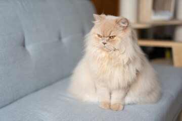 Cute chubby yellowish British longhair cat expression looks a little angry because the owner didn't...